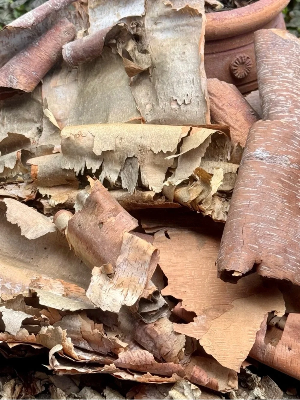 Beautifully Textured Natural River Birch Bark